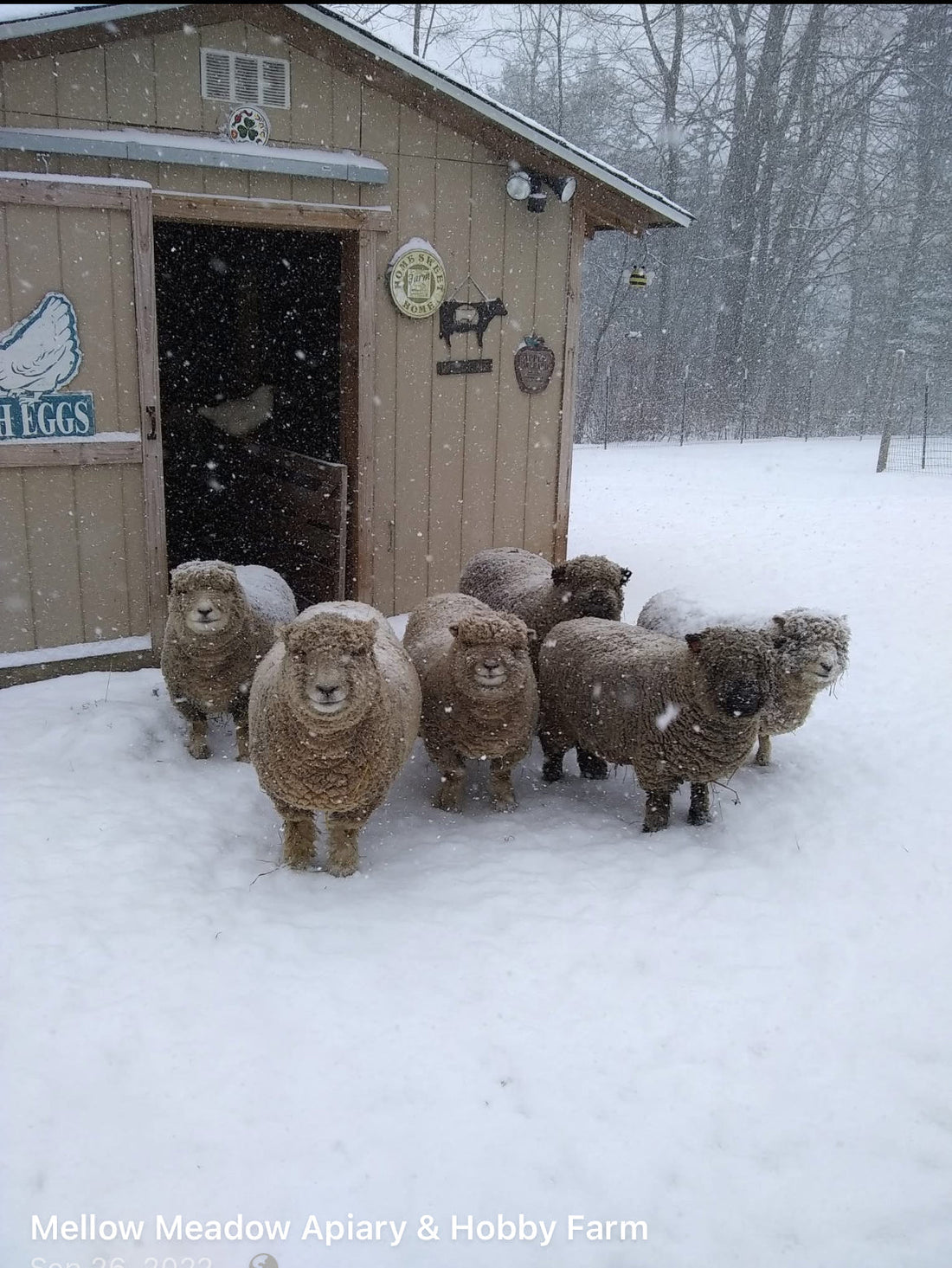 Wool in my hands